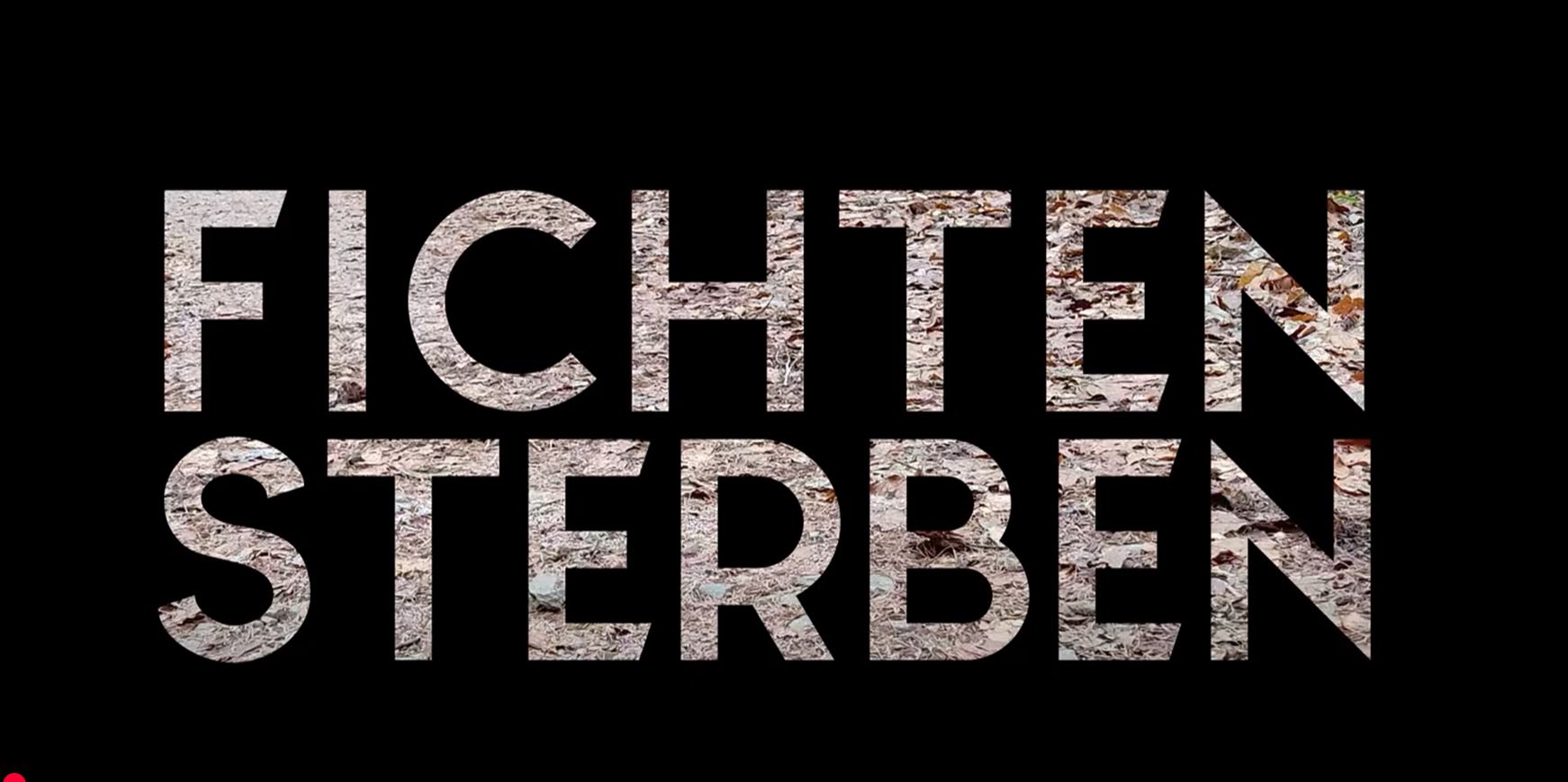fichtensterben, Waldlesung, 2024